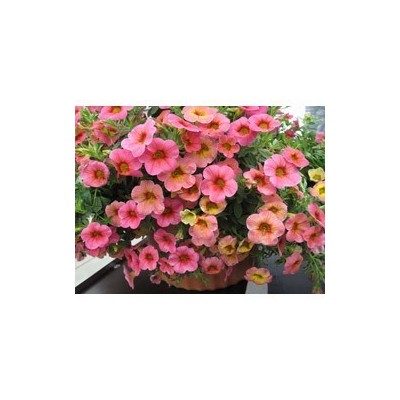 Pianta di Calibrachoa Chameleon Cerry Banana (Vaso 14 cm)