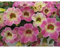 Pianta di Calibrachoa Chameleon Pink Passion