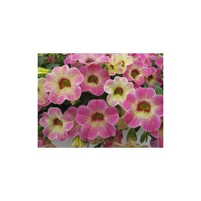 Pianta di Calibrachoa Chameleon Pink Passion