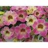 Pianta di Calibrachoa Chameleon Pink Passion