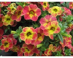 Pianta di Calibrachoa Chameleon Sunshine Berry