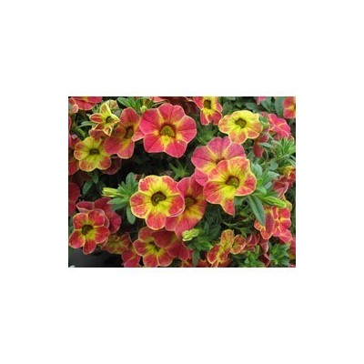 Pianta di Calibrachoa Chameleon Sunshine Berry
