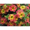 Pianta di Calibrachoa Chameleon Sunshine Berry
