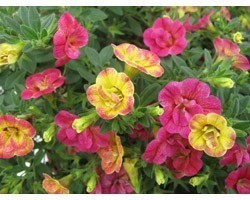 Pianta di Calibrachoa Chameleon Double Pink Yellow