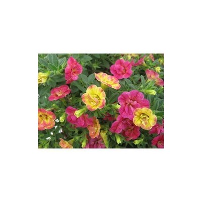 Pianta di Calibrachoa Chameleon Double Pink Yellow