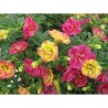 Pianta di Calibrachoa Chameleon Double Pink Yellow
