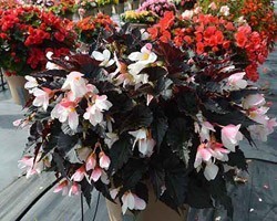 Pianta di Begonia Unstoppable Upright White