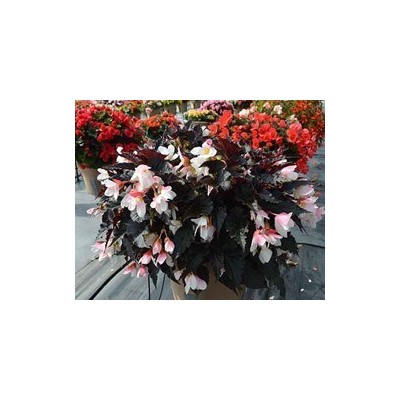 Pianta di Begonia Unstoppable Upright White