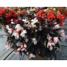 Pianta di Begonia Unstoppable Upright White