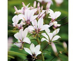 Pianta di Cleome Senorita Blanca