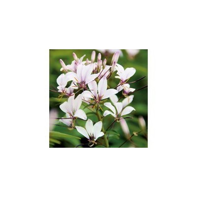 Pianta di Cleome Senorita Blanca