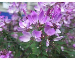 Pianta di Cleome Senorita Rosalita