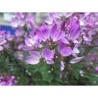 Pianta di Cleome Senorita Rosalita