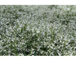 Pianta di Euphorbia Diamod Frost (Vaso 14 cm)