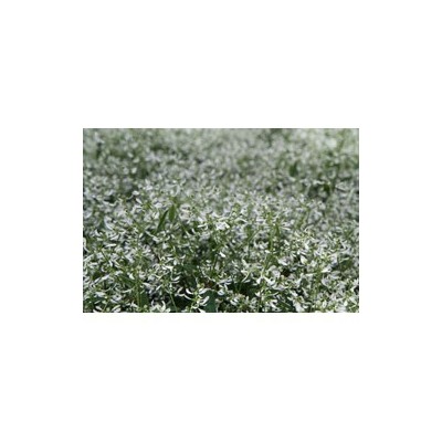 Pianta di Euphorbia Diamod Frost (Vaso 14 cm)