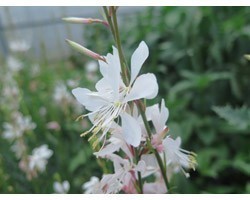 Pianta di Gaura White (Vaso 14 cm)