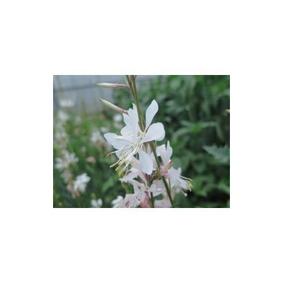 Pianta di Gaura White (Vaso 14 cm)