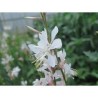 Pianta di Gaura White (Vaso 14 cm)