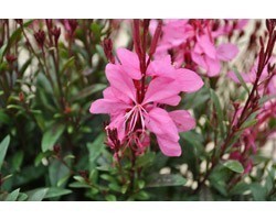 Pianta di Gaura Pink (Vaso 14 cm)