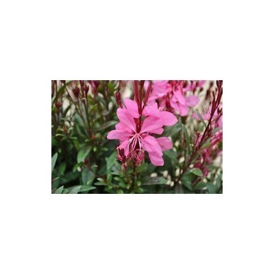 Pianta di Gaura Pink (Vaso 14 cm)