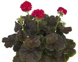 Pianta di Geranio Brocade Cherry Night (vaso 14 cm)