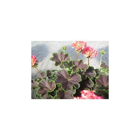 Pianta di Geranio Brocade Salmon Night (vaso 14 cm)