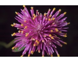 Pianta di Gomphrena Fireworks