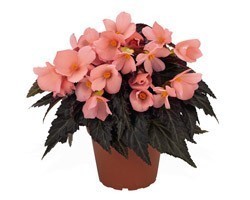 Pianta di Begonia Unstoppable Upright Salmon