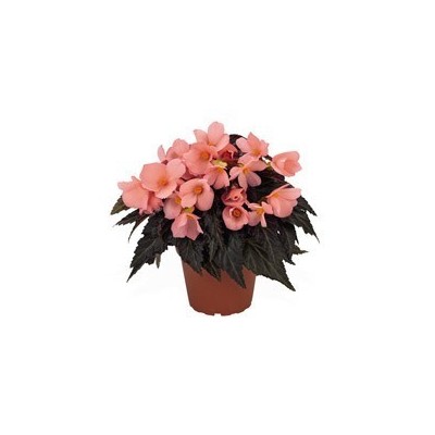 Pianta di Begonia Unstoppable Upright Salmon