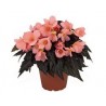 Pianta di Begonia Unstoppable Upright Salmon