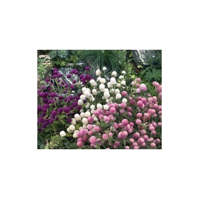 Pianta di Gomphrena Las Vegas (Vaso 14 cm)