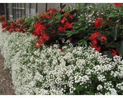 Pianta di Lobularia o Alisso Snow Princess (Vaso 14 cm)