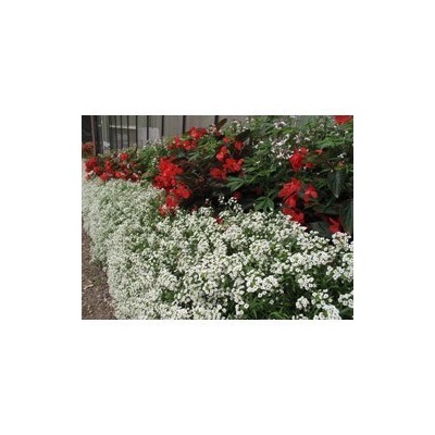 Pianta di Lobularia o Alisso Snow Princess (Vaso 14 cm)