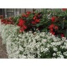 Pianta di Lobularia o Alisso Snow Princess (Vaso 14 cm)