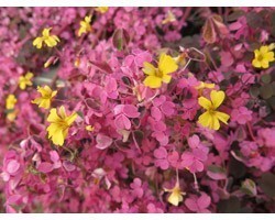 Pianta di Oxalis Plum Crazy (Vaso 14 cm)