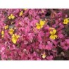 Pianta di Oxalis Plum Crazy (Vaso 14 cm)