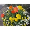 Pianta di Papavero Wonderland mix (vaso 11 cm)