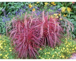 Pianta di Pennisetum setaceum Fireworks (vaso 14 cm)