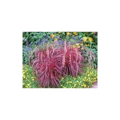 Pianta di Pennisetum setaceum Fireworks (vaso 14 cm)