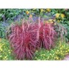 Pianta di Pennisetum setaceum Fireworks (vaso 14 cm)