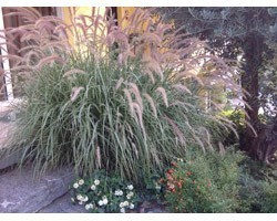 Pianta di Pennisetum Sky Rocket