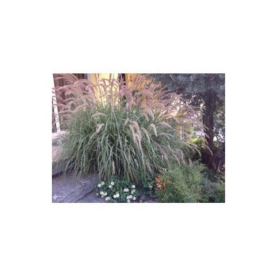 Pianta di Pennisetum Sky Rocket