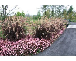 Pianta di Pennisetum Setaceum Rubrum