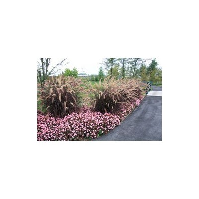 Pianta di Pennisetum Setaceum Rubrum