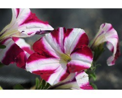 Pianta di Petunia Sweetunia Suzie Storm (Vaso 14)