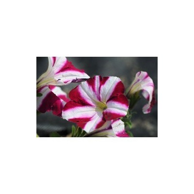 Pianta di Petunia Sweetunia Suzie Storm (Vaso 14)