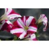 Pianta di Petunia Sweetunia Suzie Storm (Vaso 14)