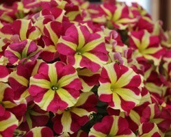 Pianta di Petunia Sweetunia Johnny Flame (Vaso 14 cm)