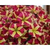 Pianta di Petunia Sweetunia Johnny Flame (Vaso 14 cm)