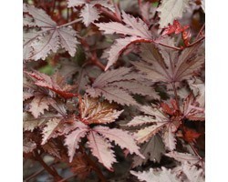 Pianta di Hibiscus Acetosella Mahogany Splendor